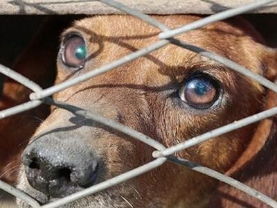 Salvato dai carabinieri un cane in gravi condizioni, albanese denunciato per maltrattamenti