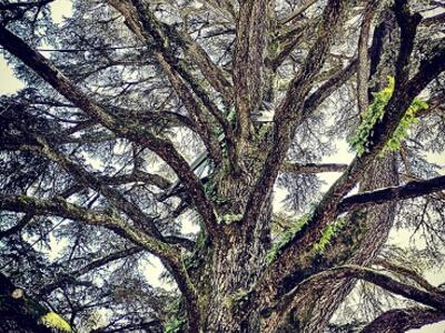 Sono 36 gli alberi monumentali del Comune di Lucca: tutela speciale per i vegliardi del patrimonio arboreo cittadino