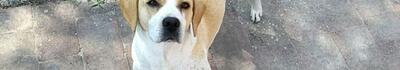 Lucca, il beagle Toby ucciso a calci. Scatta la denuncia di LNDC Animal Protection e l&#039;appello: &quot;Chi sa parli&quot;