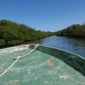 CANALE DI MANGROVIE PER ANDARE A CAYO ARENA