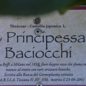 Principessa Baciocchi 15