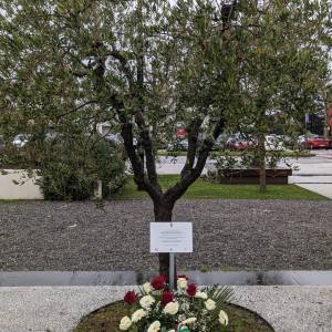 Composizione floreale all'ulivo in piazza Aldo Moro 